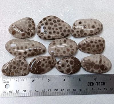 Lote de 10 fósiles de coral hexagonaria de Michigan sin pulir Petoskey Stone 14,2 oz Foto 1 de 4