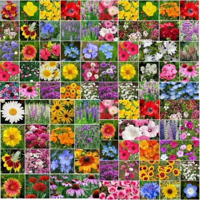 85,000 Wildflower Seeds, 35 Varietiey Wild Flowers Bulk Flower Seeds, Mix  of Annual and Perennial Bulk Packet Seeds for Planting, Perennial Wild