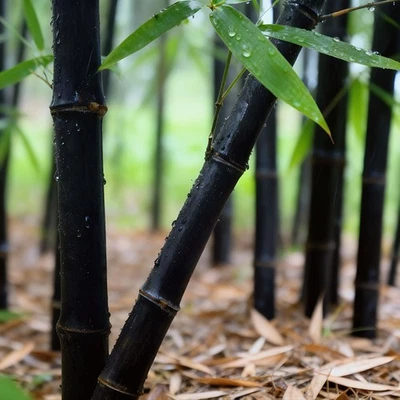 (6) Корневища черного бамбука — холодостойкие, вечнозеленые — экран конфиденциальности, быстрорастущие - Изображение 1 из 4