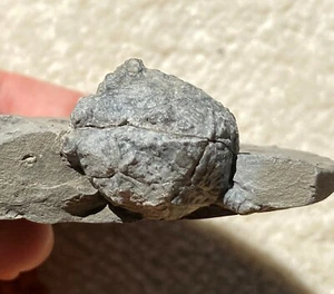 Rare Cystoid Caryocistites ornatus with stem Silurian Rochester Shale NY - Picture 1 of 6
