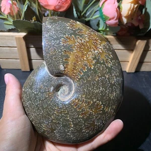 620g Natural Ammonite Fossil Ornaments Crystal Quartz Healing Reiki Rock 136mm - Picture 1 of 10
