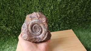 Clymenia laevigata Ammonite Devonian fossil from Morocco N71 - Picture 1 of 10