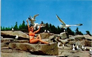 Maine ME Girl on The Rocks in Bikini Feeding the Gulls Acadia National Park Bird - Picture 1 of 2