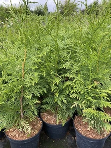 5X THUJA PLICATA GELDERLAND TREES, 50-70CM, EVERGREEN HEDGING CONIFER, 2 LT POT - Picture 1 of 6