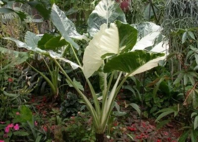 Alocasia Gageana Albo-Variegada - Muy Variegada - Tamaño de 1 galón Foto 1 de 4