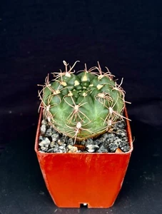 Gymnocalycium carolinense, cactus plant - Picture 1 of 5