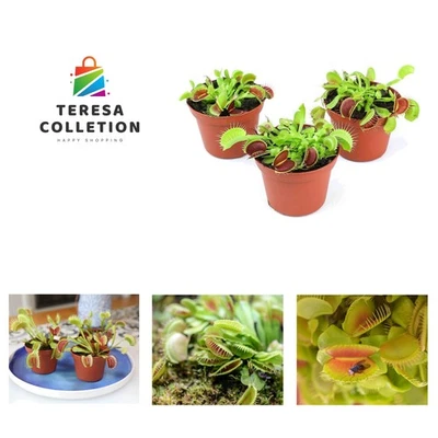 Live Venus Fly Traps Carnivorous Plants 3PK, Live Plants & Indoor Plants for ... - Image 1 of 4