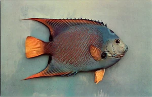 Postkarte Queen Angelfish Floridas berühmte Fischserie Chrom unbespielt - Bild 1 von 2