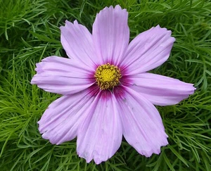 SEED- Crazy for Cosmos? Grow a Stunning Garden Oasis with Vibrant Bloom! Cut Too - Picture 1 of 10