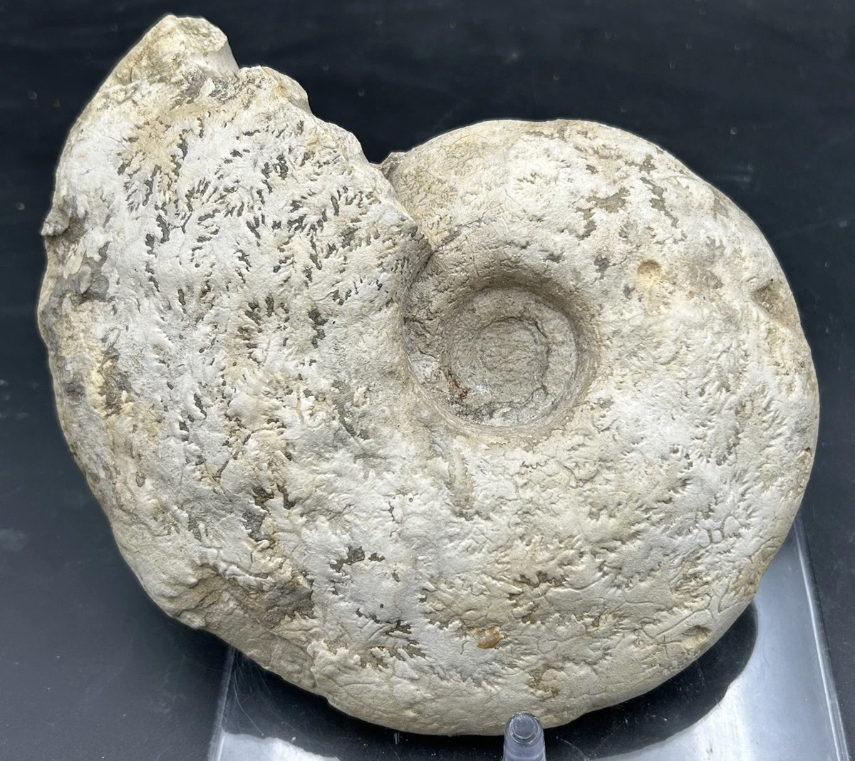 菊石化石| eBay