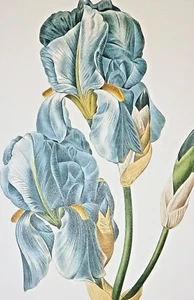 Botanical Pierre Joseph Redoute Blue Flowers IRIS PALLIDA Plate 59 IRIS PALE - Picture 1 of 2
