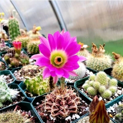 Echinocereus pentalophus  (20 seeds) - Image 1 of 2