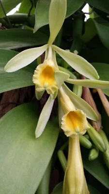 Orchid Vanilla planifolia Mad Happenings 2 ft vine Plants - Image 1 of 4