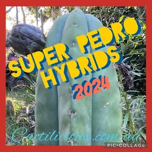 Cactus SP Hybrid Pack. 300+ Seeds. 2024 Cacti Seeds - Picture 1 of 1