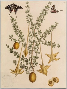 Mark Catesby Lily Thorn Zebra Swallowtail Butterfly Reproduction Book Plate 8x10 - Picture 1 of 1