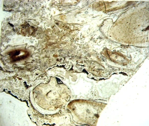 Devonian Rhynie Chert plant fossil microscope THIN SECTION Aglaophyton more #15 - Picture 1 of 7