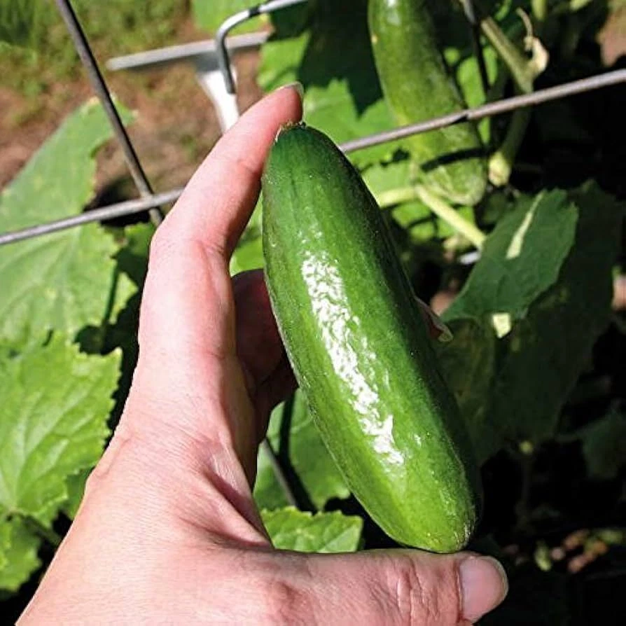 Cucumber Baby Snack Poco F1 SEEDS Hybrid Cucumber Spring Summer Vegetable Garden - Image 1 of 1