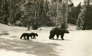 Foto real de 1940 Black Bear & Cubs Munising MI Michigan postal - Imagen 1 de 2