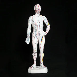 26cm Male Acupuncture Model - Anatomical Medical Anatomy - Chinese Medicine - Bild 1 von 6