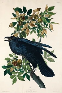 Rabe von J.J. Audubon Vögel Amerikas Giclée-Kunstdruck + kostenloser Versand - Bild 1 von 4
