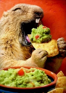 "HOLY GUACAMOLE! Happy Birthday" FUNNY AVANTI BIRTHDAY CARD Ground Hog - Picture 1 of 2