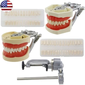 Tipodonte Dental Modelo Kilgore NISSIN 200 Poste de Montaje 28/32 Piezas Práctica de Dientes - Imagen 1 de 77