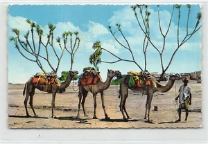 Yemen - SHEIKH OTHMAN - Camels returning from market - SEE STAMPS - Picture 1 of 2