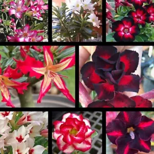 15 Adenium Obesum Rosa Del Desierto - Picture 1 of 4