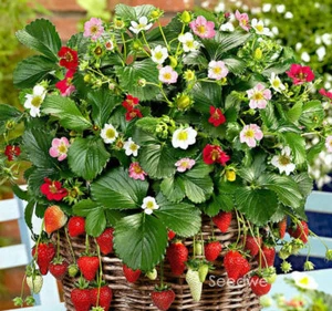 Loran Strawberry Seed Indoor House Plants Outdoor Rare 500 Bonsai Pot Seeds - Picture 1 of 3