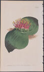 Curtis - Broad-Leaved Massonia. 848 - 1787-1800'S The Botanical Magazine
