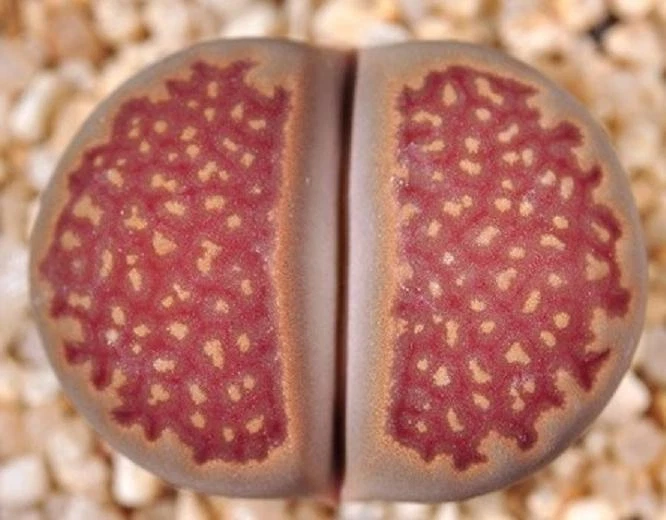 LITHOPS HALLII OCHRACEA rare living stones rock RED mesemb exotic seed 50 SEEDS - Image 1 of 1