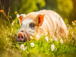 Pig Hog Farm Rustic Cattle Cowboy High Quality Canvas/Photo Paper PA31 - Picture 1 of 6