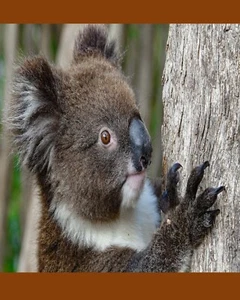 Koala Bear nature wall hanging 8x10 decorations picture living room bedroom - Picture 1 of 1