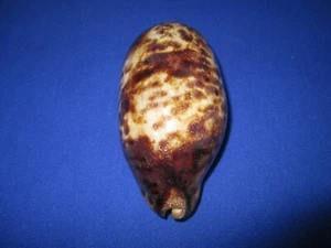 RIESE Cypraea testudinaria, 139,5 mm Länge (5,48 Zoll) - schöne Farbe - Natur - schön - Bild 1 von 12