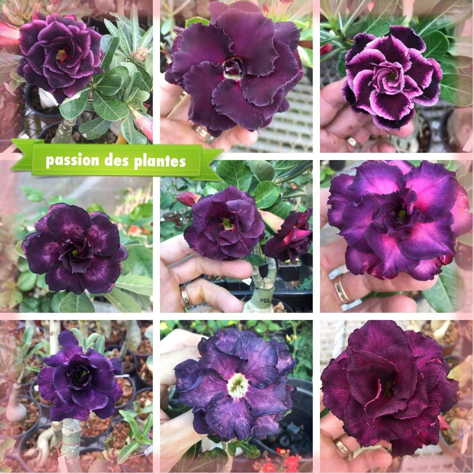 Adenium obesum Mix Purple 1 (10 Graines ,seeds) - Image 1 of 1