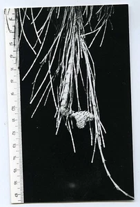 PHOTO scientifique, plante botanique science herbier - Picture 1 of 1