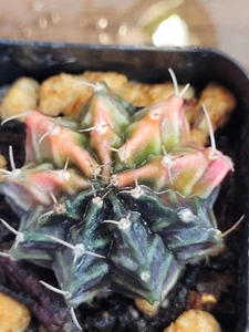 Gymnocalycium Mihanovichii Variegated Stunning Variegation #2513 - Picture 1 of 3