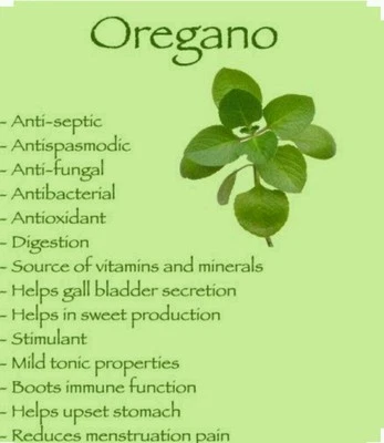 300 Semillas de Orégano Italiano -No OGM - Polinizadas Abiertas - Orgánicas Foto 1 de 3