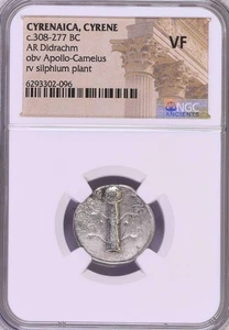 308-277 BC Cyrenaica Cyrene AR Didrachm NGC VF20 Silver Ancient Story Vault - Picture 1 of 4