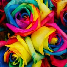 ðŸŒº50Pc Colorful Rainbow Rose Flower Seeds Home Garden Plants Multi-Color Us ship