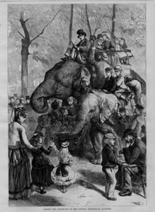 ELEPHANT RIDING IN THE LONDON ZOOLOGICAL GARDENS REGENT'S PARK LARGE ELEPHANT - Picture 1 of 1