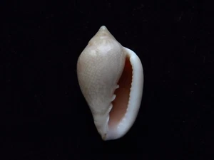 Sea Shells Marginella glabella 41mm ID#3687C - Picture 1 of 3