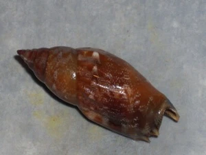 TRIDENTARIUS DENTATUS AWESOME - Picture 1 of 2