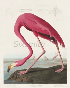 Rosa Flamingo Audubon Vintage Zeichnung hochauflösender Giclée-Druck 8 x 10 - Bild 1 von 1