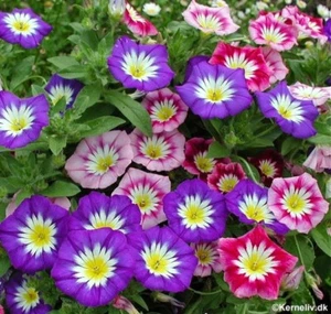 120+ CONVOLVULUS ENSIGN MIX / MORNING GLORY COUSIN / EASY HARDY FLOWER SEEDS - Picture 1 of 3