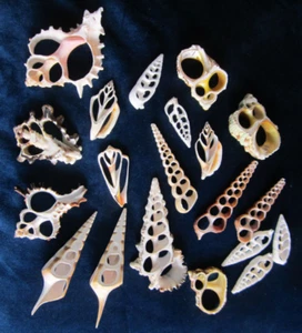 20 SUPER SLICED SHELLS MUREX, VERTAGUS, CONCH for Crafting, Jewelry, Display - Picture 1 of 4
