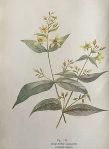 Great Yellow Loosestrife Antique Botanical Print Grace Layton c.1910 Floral Art - Picture 1 of 3