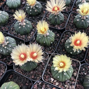 10 plantas suculentas Astrophytum asterias hogar bonsai decoración plantas 3-4 cm - Imagen 1 de 6