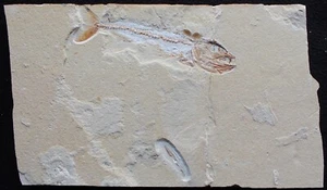 Viper Fish Eurypholis 34 + Squid - Good Preservation -Cretaceous Fossils Lebanon - Picture 1 of 6