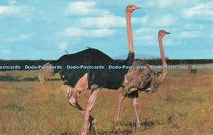 R683521 Ostrich. Wild Animals. J. Salmon - Imagen 1 de 4